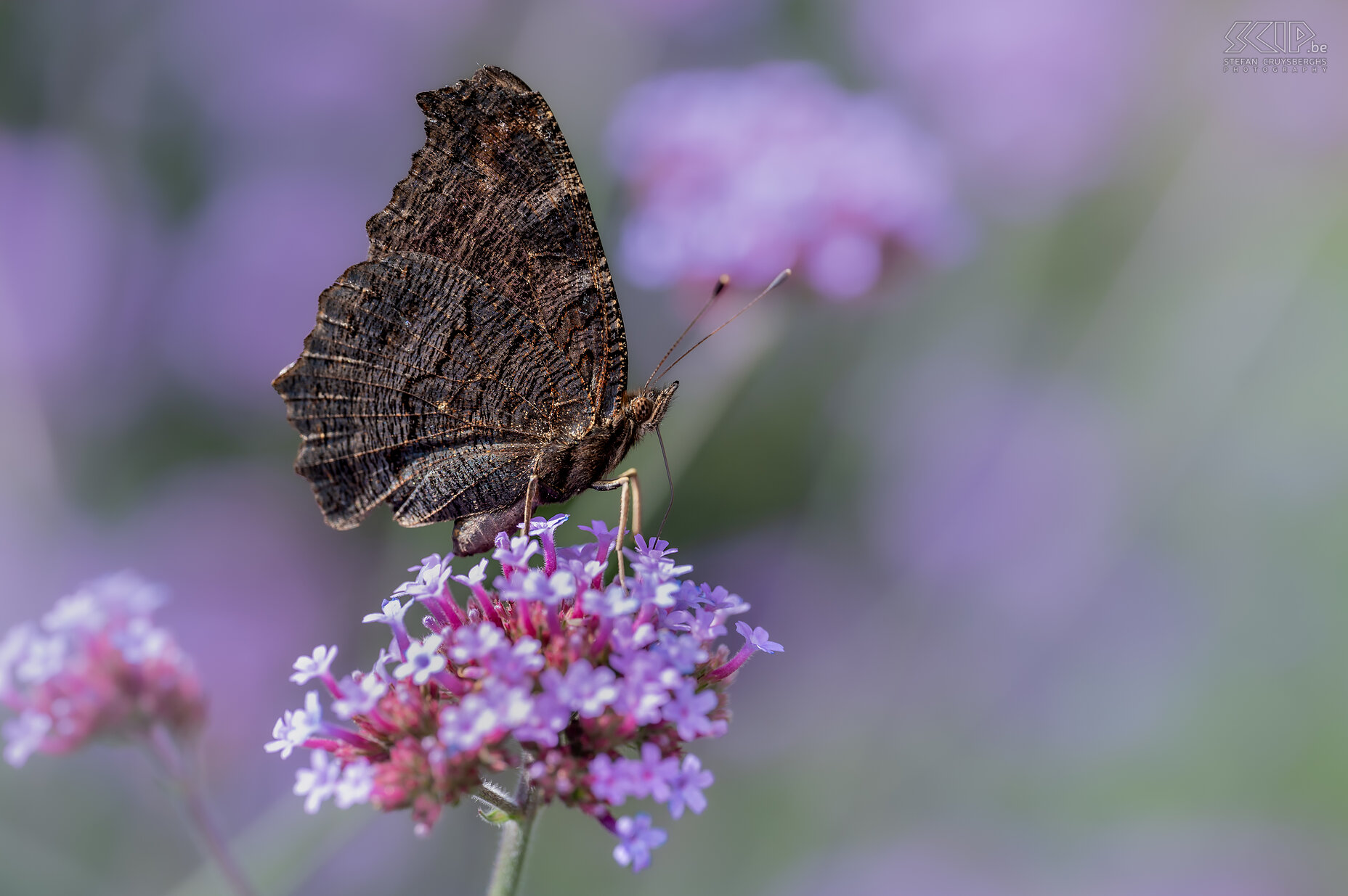 Vlinders - Dagpauwoog Dagpauwoog / Peacock butterfly / Aglais io Stefan Cruysberghs